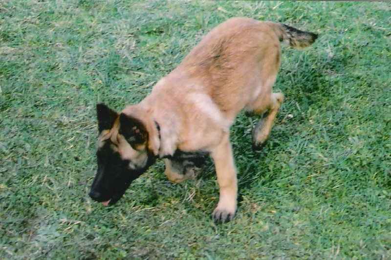 Tina de la jeune forêt