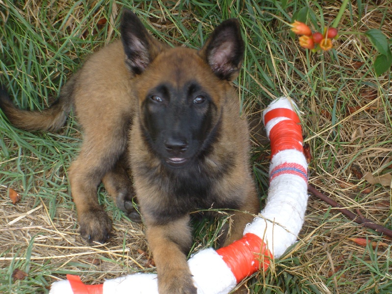 Gyps du clan des Druides