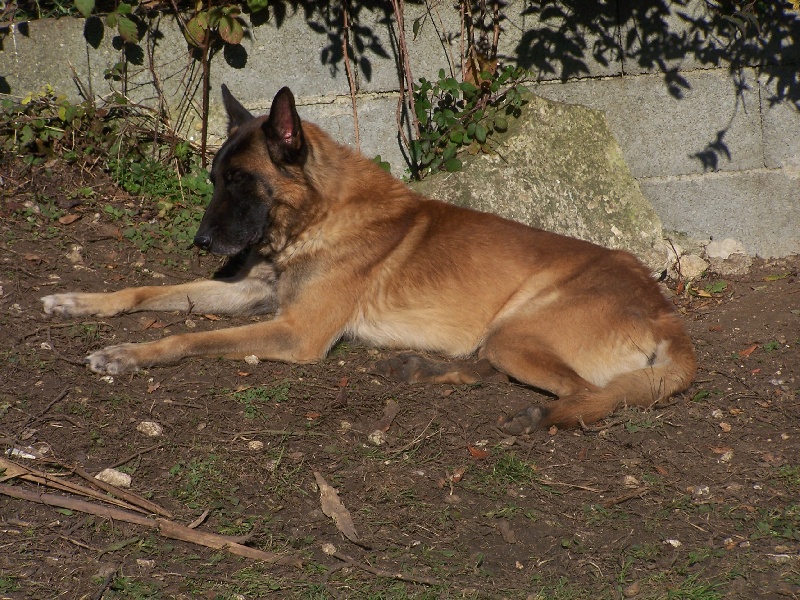 RIP DE LA JEUNE FORET